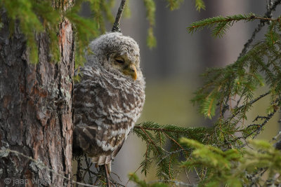 Ural Owl - Oeraluil - Strix uralensis