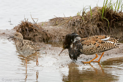 Ruff - Kemphaan - Philomachus pugnax