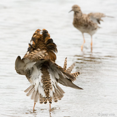 Ruff - Kemphaan - Philomachus pugnax