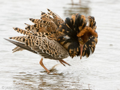 Ruff - Kemphaan - Philomachus pugnax