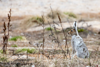 Mountain Hare - Sneeuwhaas - Lepus timidus