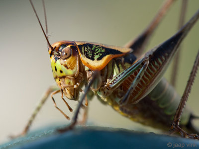 Bush Cricket - Sabelsprinkhaan - Eupholidoptera megastyla