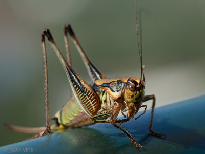 Bush Cricket - Sabelsprinkhaan - Eupholidoptera megastyla
