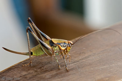 Bush Cricket - Sabelsprinkhaan - Eupholidoptera megastyla