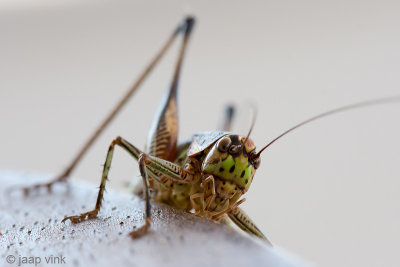 Bush Cricket - Sabelsprinkhaan - Eupholidoptera megastyla