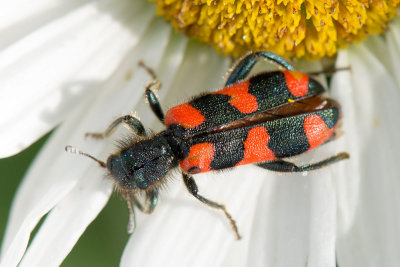 Trichodes beetle - Mierkever - Trichodes spec.