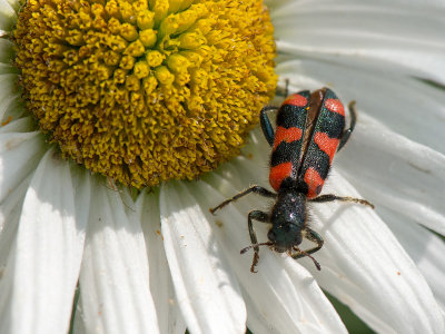 Trichodes beetle - Mierkever - Trichodes spec.