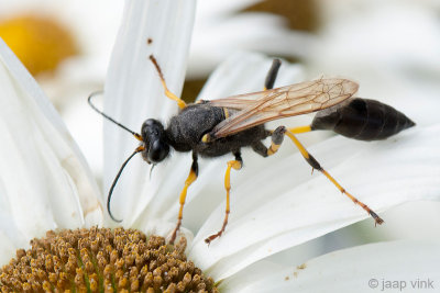 Mud Dauber Wasp - Langsteelgraafwesp - Sceliphron destillatorium