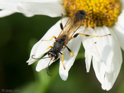Mud Dauber Wasp - Langsteelgraafwesp - Sceliphron destillatorium