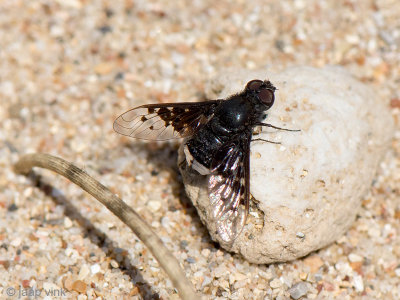 Bombyliid Fly - Wolzwever - Anthrax aethiops