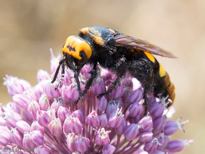 Mammoth Wasp - Mammoet wesp - Megascolia maculata maculata
