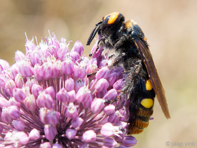 Mammoth Wasp - Mammoet wesp - Megascolia maculata maculata
