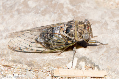 Cicada - Zangcicade - Cicada spec