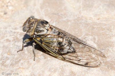 Cicada - Zangcicade - Cicada spec