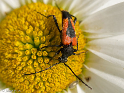 Flower Longhorn Beetle- Boktor - Stictoleptura cordigera