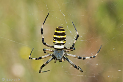 Wasp Spider - Wespspin - Argiope bruennichi
