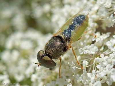 Orange-horned Green Colonel - Veenmoeraswapenvlieg - Odontomyia angulata