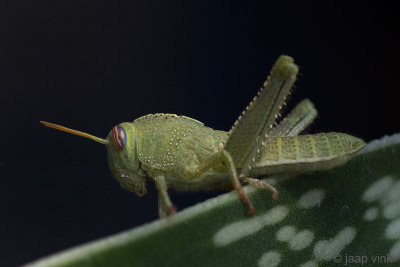 Egyptian Grasshopper - Egyptische Sprinkhaan - Anacridium aegyptium