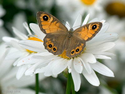 Large Wall Brown - Rotsvlinder - Lasiommata maera
