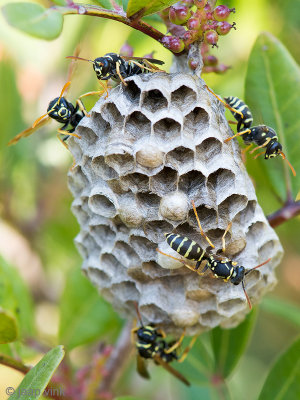 Polistine Wasp - Veldwesp - Polistes spec
