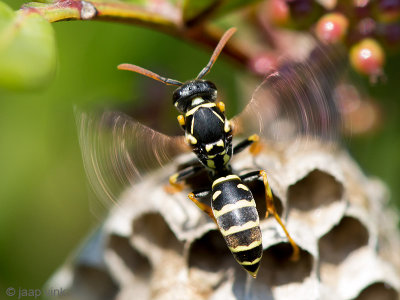 Polistine Wasp - Veldwesp - Polistes spec