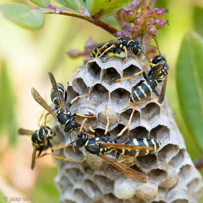 Polistine Wasp - Veldwesp - Polistes spec