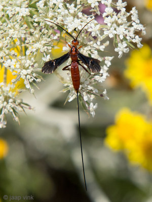 Braconid Wasp - Schildwesp - Braconidae spec.