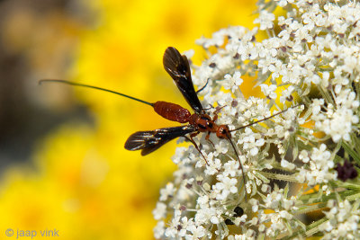 Braconid Wasp - Schildwesp - Braconidae spec.