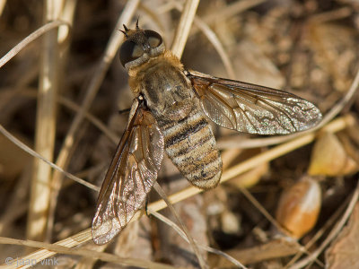 Bombyliid Fly - Wolzwever - Exhyalanthrax muscarius