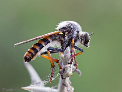 Robber Fly - Roofvlieg - Heteropogon manicatus
