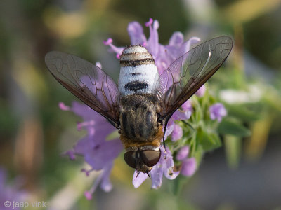 Bombyliid Fly - Wolzwever - Bombyliidae spec.