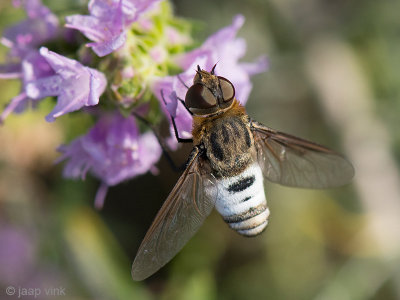 Bombyliid Fly - Wolzwever - Bombyliidae spec.