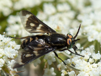 Tabanid Fly - Daas - Chrysops italicus