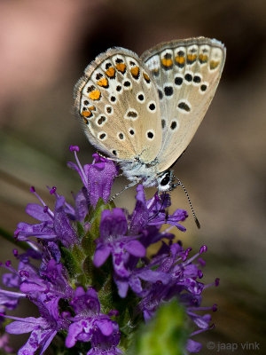 Common Blue - Icarusblauwtje - Polyommatus icarus