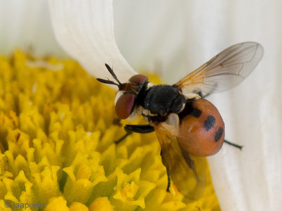 Tachinid Fly - Sluipvlieg - Gymnosoma spec.