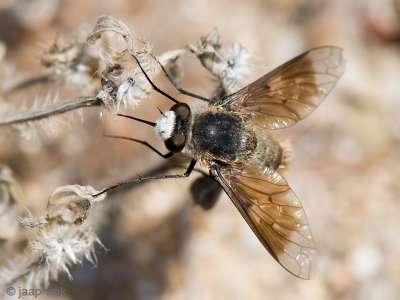 Bombyliid Fly - Wolzwever - Cytherea obscura