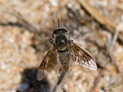 Bombyliid Fly - Wolzwever - Cytherea obscura