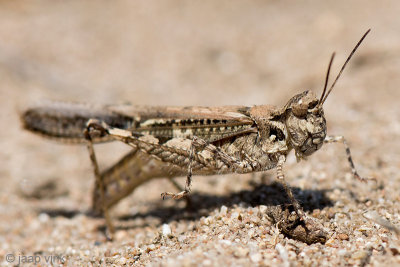 Slender Burrowing Grasshopper - Veldsprinkhaan - Acrotylus patruelis
