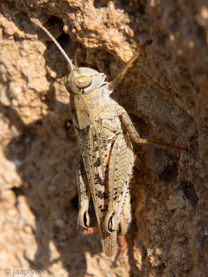 Short-horned Grasshopper - Veldsprinkhaan - Calliptamus spec.