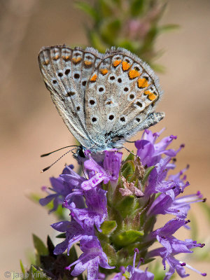 Common Blue - Icarusblauwtje - Polyommatus icarus