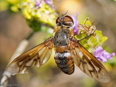 Bombyliid Fly - Wolzwever - Bombyliidae spec.