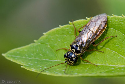 Great web-spinning Pine Sawfly - Spinselbladwesp - Acantholyda posticalis 