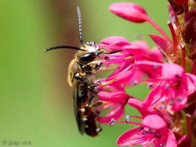 Common Furrow-bee - Gewone Geurgroefbij - Lasioglossum calceatum