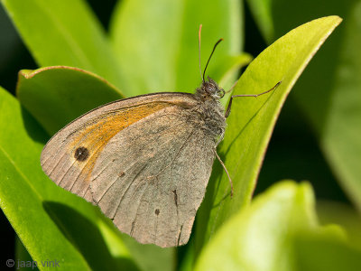 Meadow Brown - Bruin Zandoogje - Maniola jurtina