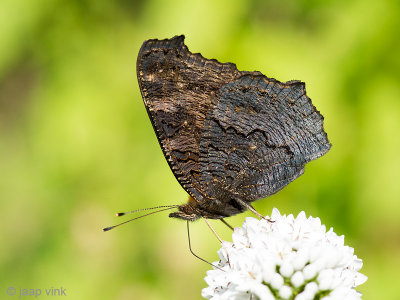 European Peacock Butterrfly - Dagpauwoog - Aglais io