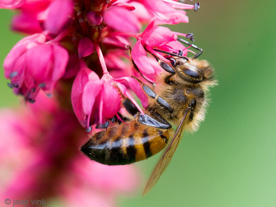 European Honey Bee - Europese Honingbij - Apis mellifera