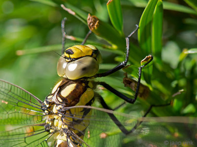 Southern Hawker - Blauwe Glazenmaker - Aeshna cyanea