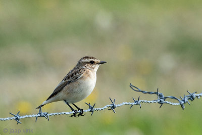 Whinchat - Paapje - Saxicola rubetra