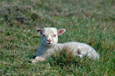 Shetland Lamb - Shetland Lam