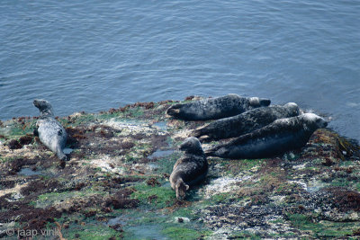 Seals - Zeehonden